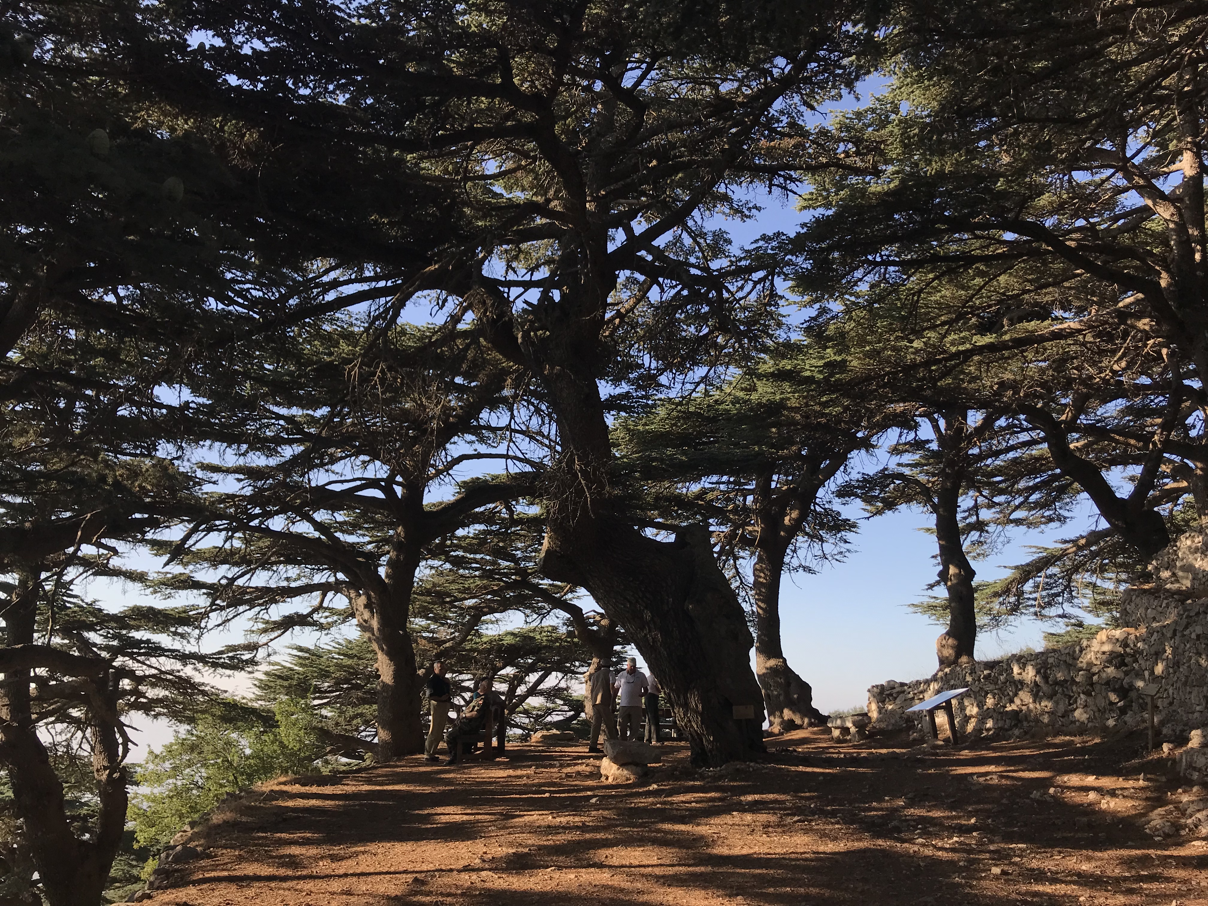 Shouf Biosphere Cedar Reserve - a park that protects some of Lebanon's oldest cedars